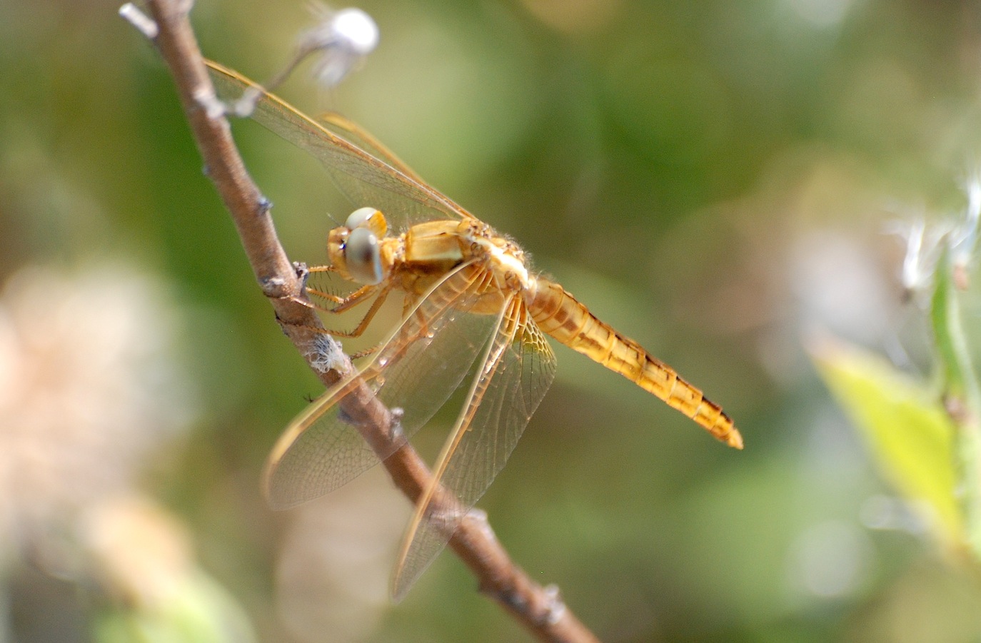 ID libellula 25